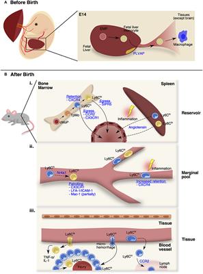 Capturing the Fantastic Voyage of Monocytes Through Time and Space